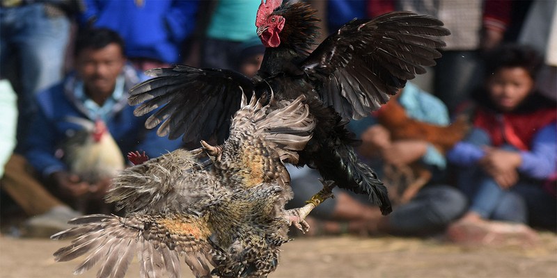 Kinh nghiệm chắc thắng từ cao thủ